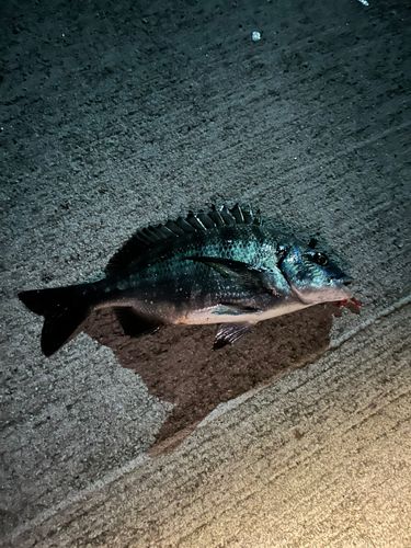 クロダイの釣果