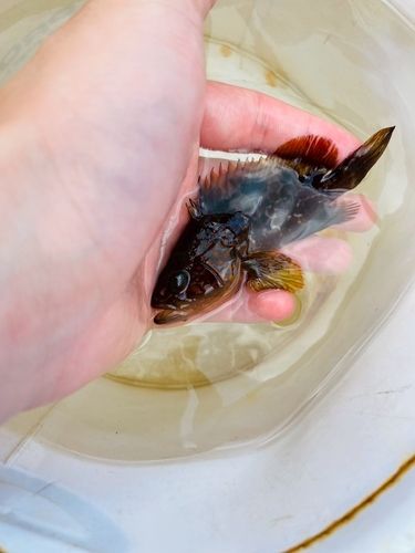 キジハタの釣果