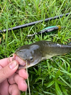 ナマズの釣果