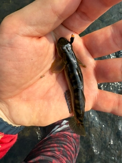 カジカの釣果
