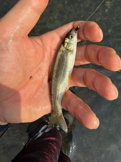 ウグイの釣果