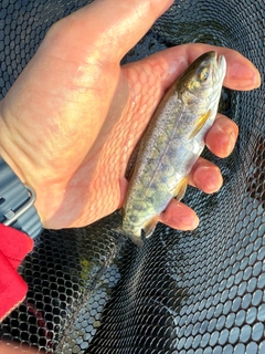 ニジマスの釣果