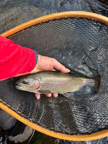 ニジマスの釣果