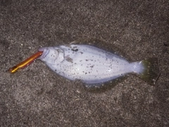 ヒラメの釣果