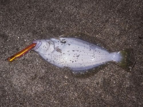 ヒラメの釣果