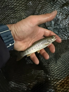 イワナの釣果