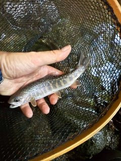 イワナの釣果
