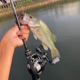 ラージマウスバス