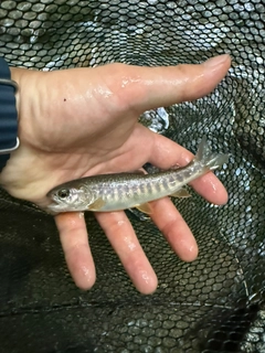 イワナの釣果