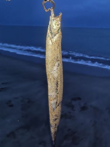 タチウオの釣果