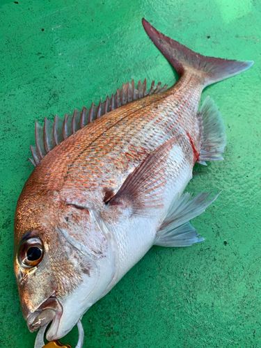 マダイの釣果