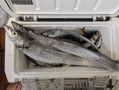 タチウオの釣果