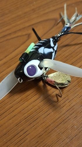 マナマズの釣果