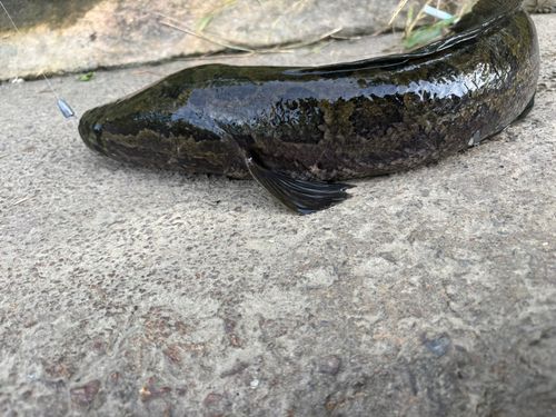 ライギョの釣果