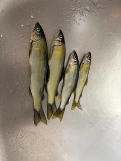アユの釣果