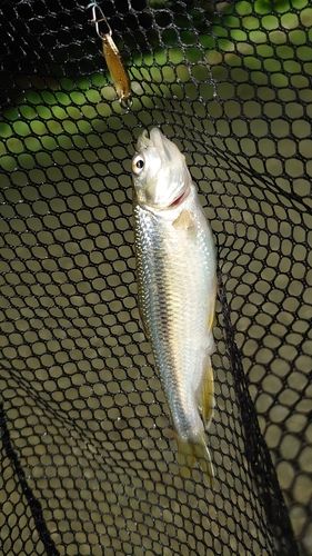 カワムツの釣果