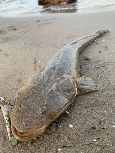 マゴチの釣果