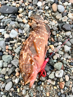 キジハタの釣果