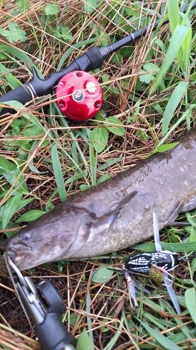 マナマズの釣果