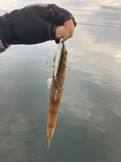 エソの釣果