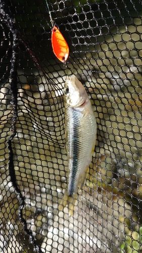 カワムツの釣果