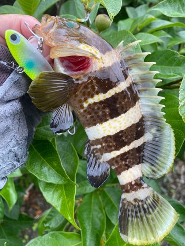 アオハタの釣果