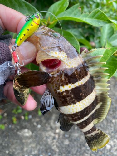 アオハタの釣果