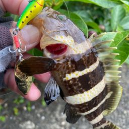 アオハタ