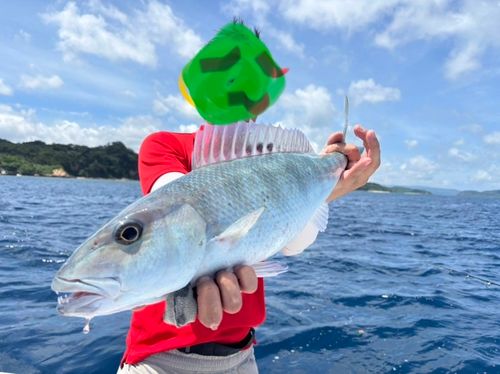 アオチビキの釣果