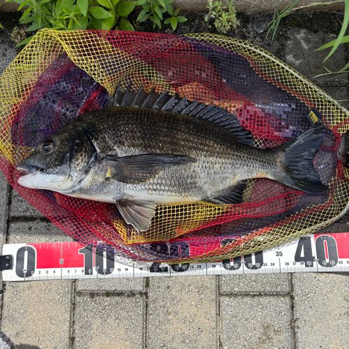クロダイの釣果