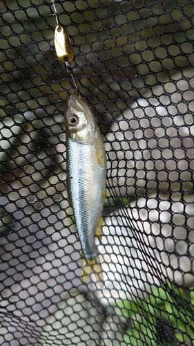 カワムツの釣果