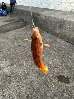 ベラの釣果