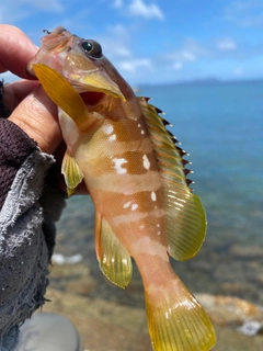 アカハタの釣果
