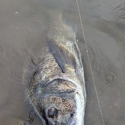 チヌ