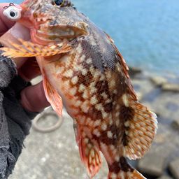 カサゴ