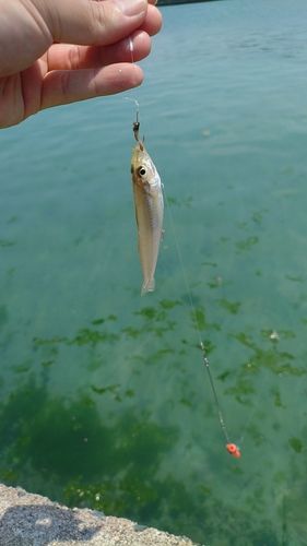 キスの釣果