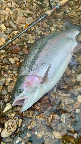 ニジマスの釣果