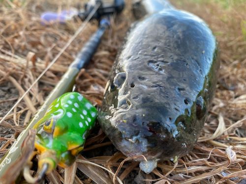 ライギョの釣果