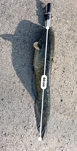 ニホンナマズの釣果