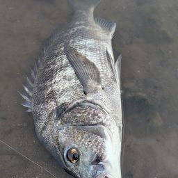 チヌ