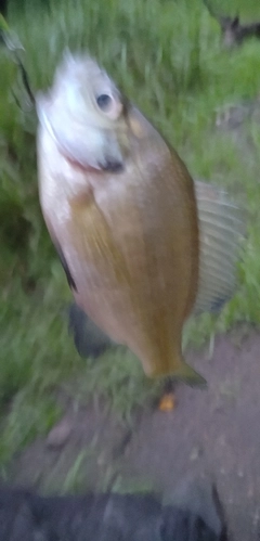 ブルーギルの釣果