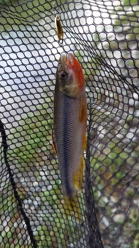 カワムツの釣果