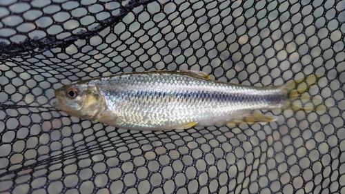 カワムツの釣果