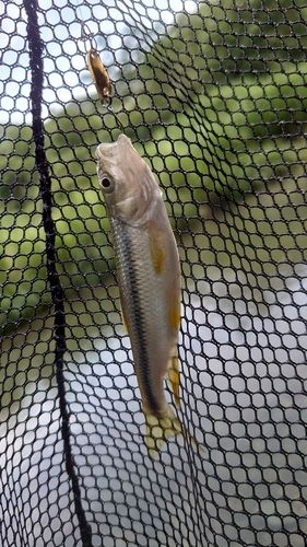 カワムツの釣果