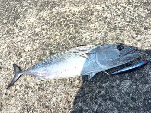 ハガツオの釣果