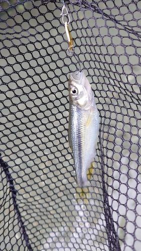 カワムツの釣果