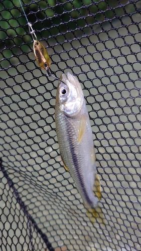 カワムツの釣果