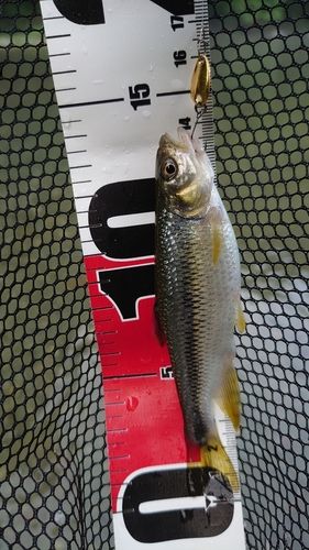 カワムツの釣果