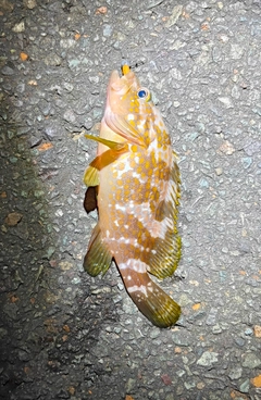 ガシラの釣果