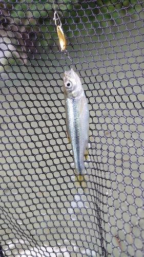 カワムツの釣果